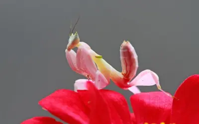 La mantis orquídea: una belleza letal