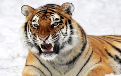 El tigre salvaje: el crecimiento del siglo