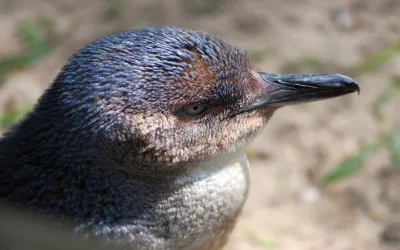 El pingüino del hada, el más pequeño del mundo