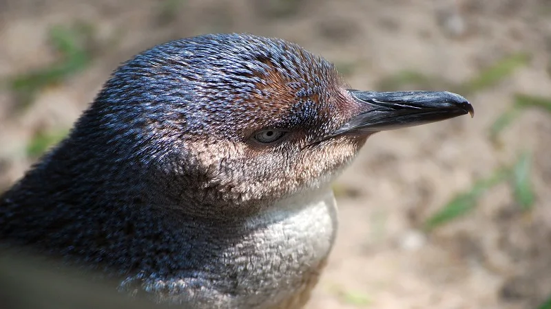 El pingüino del hada, el más pequeño del mundo