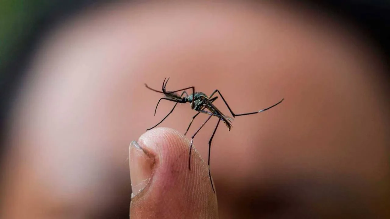 El dengue no da tregua en el Huila