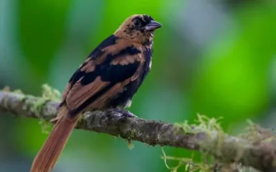 Las maravillas de aves que se observan en Colombia