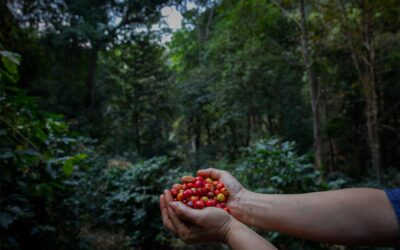 Huila, pionero en la exportación de café libre de deforestación