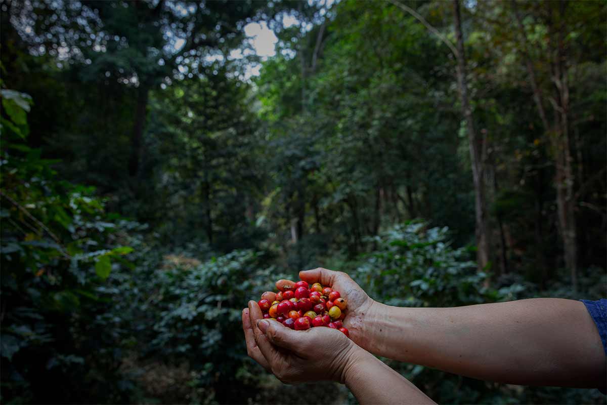 Huila, pionero en la exportación de café libre de deforestación