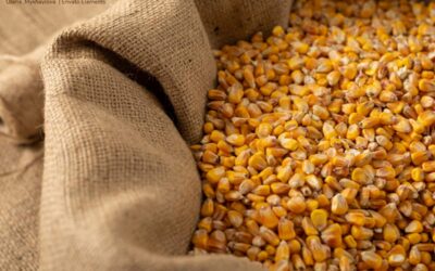 Alarma en el sector agrícola: Colombia podría quedarse sin maíz local