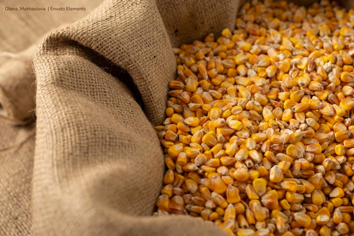 Alarma en el sector agrícola: Colombia podría quedarse sin maíz local
