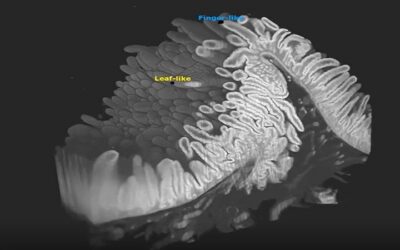 Develan el primer mapa detallado del intestino humano