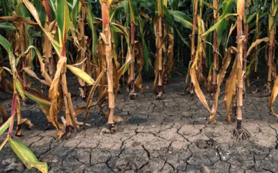Minagricultura advierte riesgos por fenómeno de El Niño