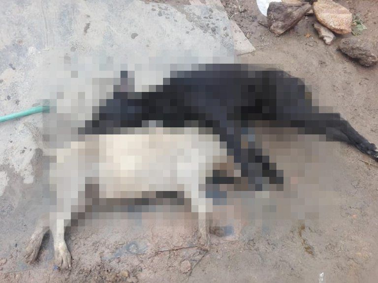 Investigan asesinato de más de 40 perros en Soacha
