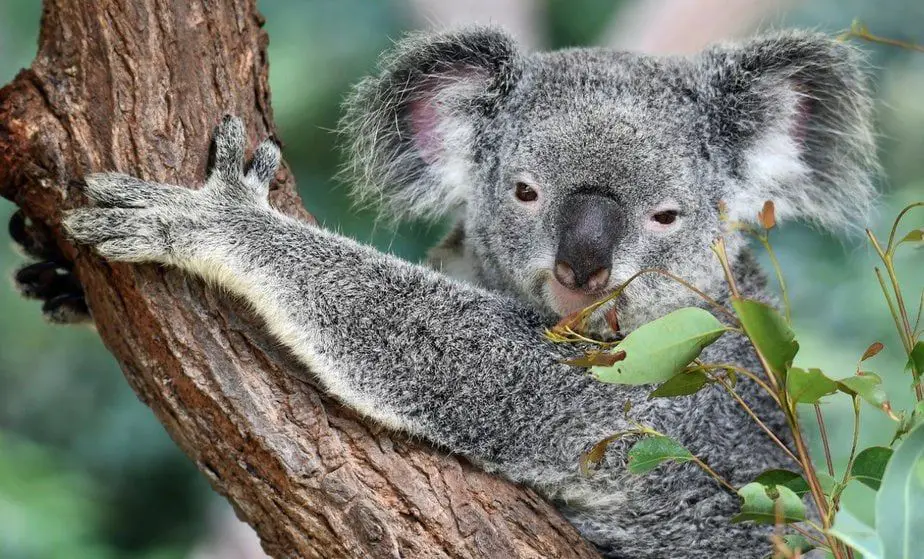 Unos 61.000 koalas fueron víctimas de incendios en Australia
