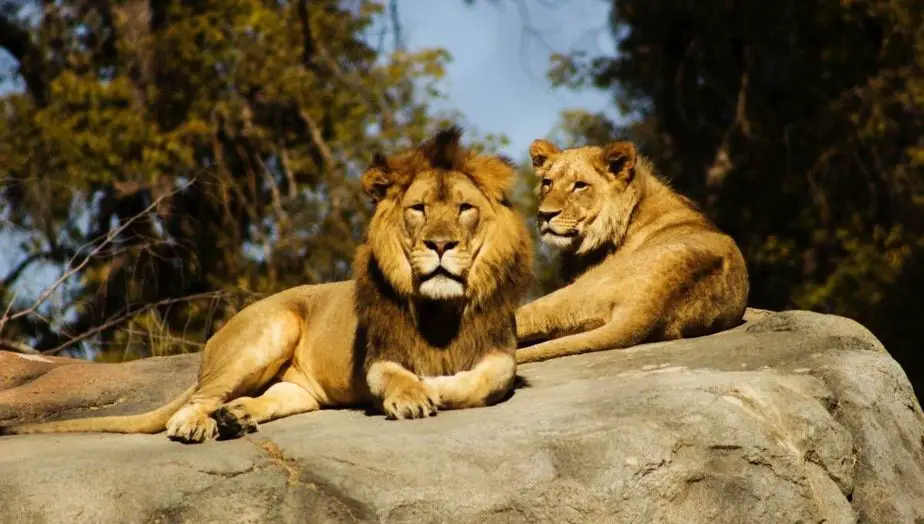 Cuatro leones del zoológico de Barcelona tuvieron covid-19