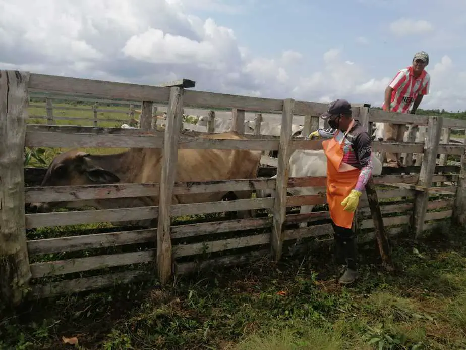 Vacunan al 66% del ganado colombiano contra la fiebre aftosa