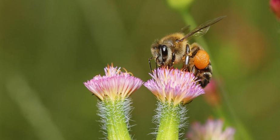 Las abejas usan excrementos para defenderse del avispón