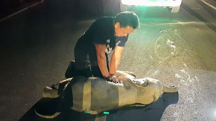 Hombre reanimó a un pequeño elefante atropellado en Tailandia