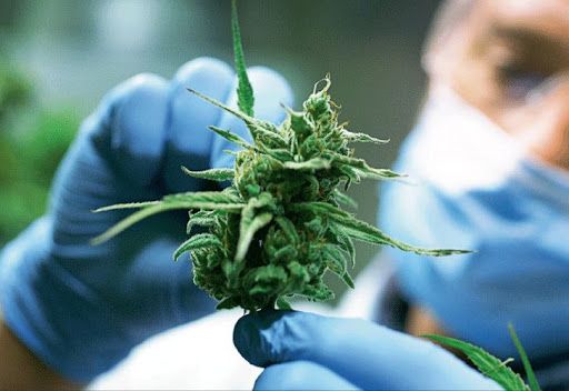 Senado aprobó en cuarto debate Proyecto para regulación del cannabis de uso adulto