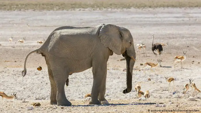 Namibia pone en venta 170 elefantes «de gran valor» debido a la sequía