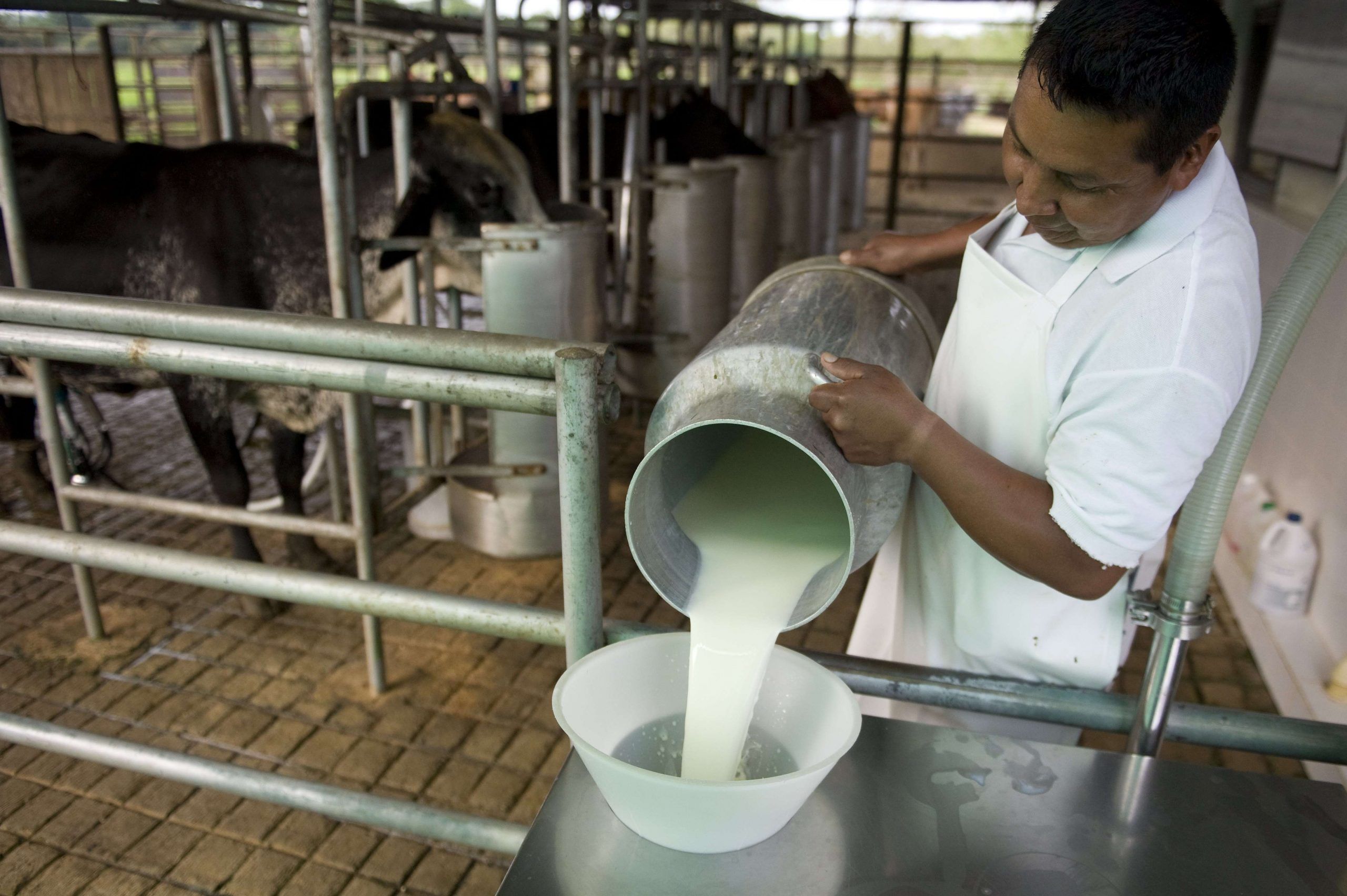 Importación de leche amenaza a los productores locales