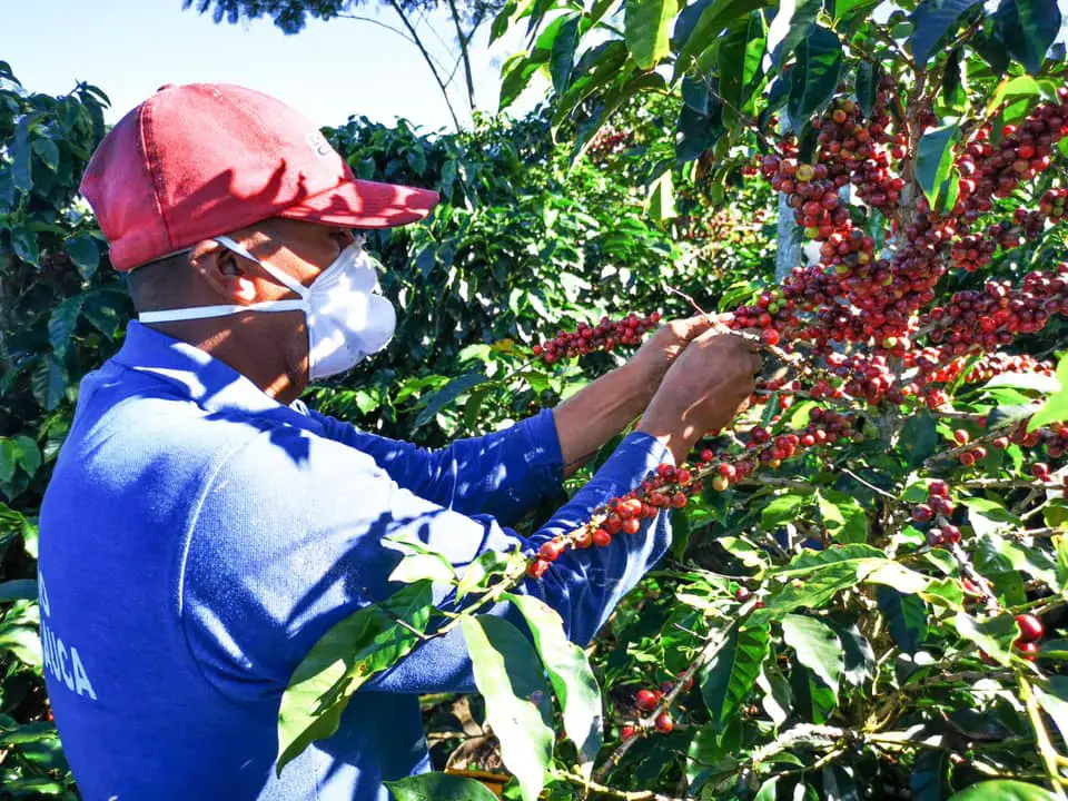 Producción de café en Colombia bajó 6 %