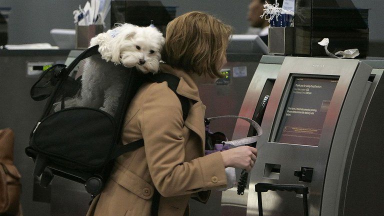 Requisitos para viajar con su mascota en Colombia