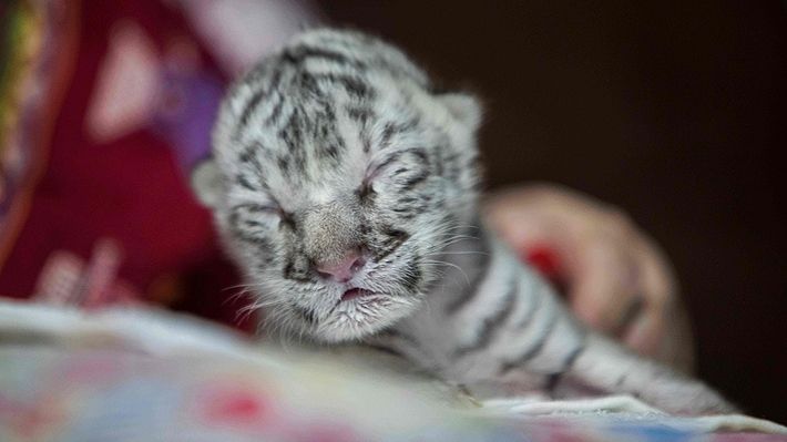 Nace una tigresa blanca en peligro de extinción en el Zoológico Nacional de Nicaragua
