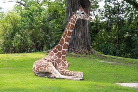 El zoológico de Miami aplica la eutanasia a una jirafa que no podía caminar