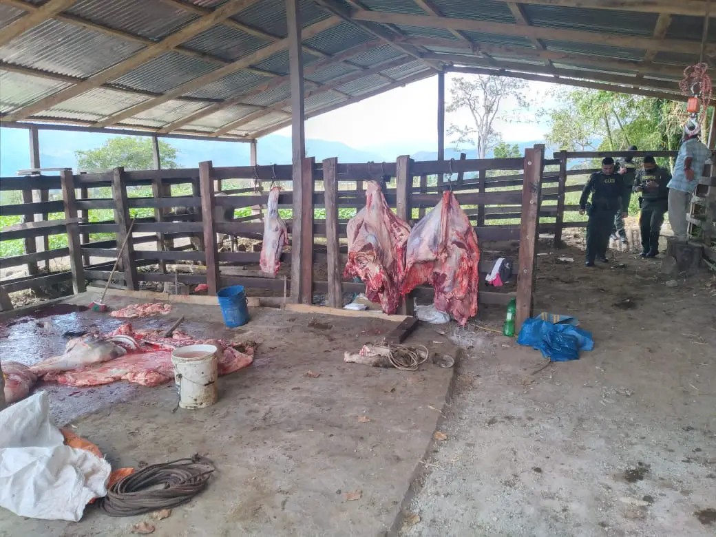 Incautan 250 kilos de carne en matadero clandestino en Saladoblanco