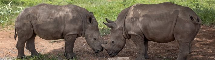 Rinocerontes huérfanos hallan refugio en Sudáfrica