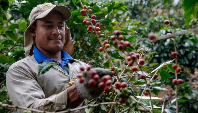 Exportaciones en el Huila fue impulsado por el café