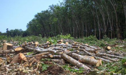 Preocupa deforestación en el mundo
