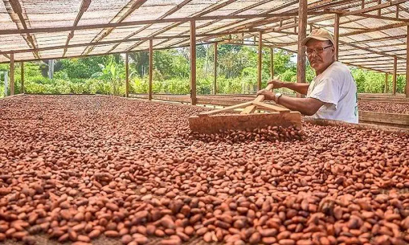 El cacao sigue creciendo en Colombia: Fedecacao