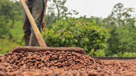 La restitución de cultivos busca, según Fedecacao, mejorar la producción de cacao en el país.