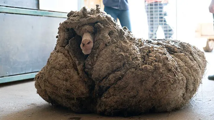 Baarack, la oveja australiana que llevaba cinco años sin ser esquilada