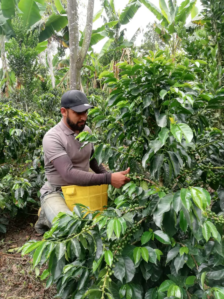 Nelson se dedica al cultivo del café, donde aplica todos los conocimientos que ha adquirido desde su niñez.
