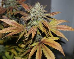 Industria del cannabis celebra la autorización de exportación de la flor seca