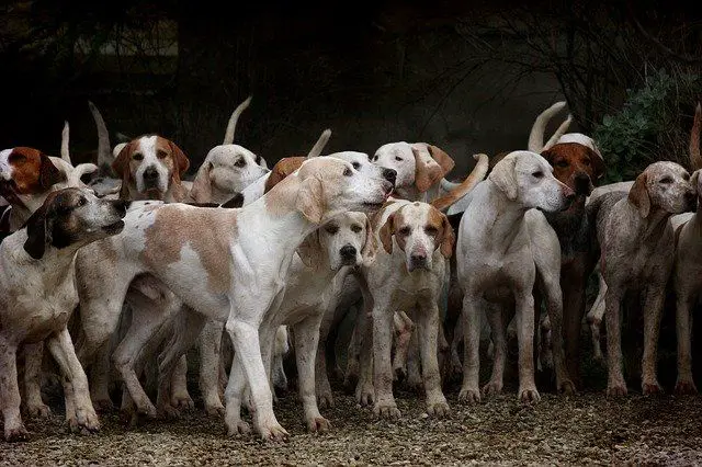 Rescataron a 166 perros en Puerto Rico para darlos en adopción en EE.UU