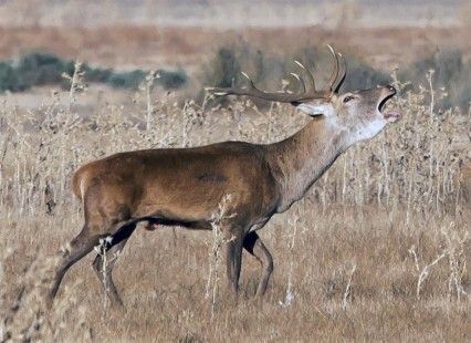 Cambio climático está afectando la reproducción del ciervo en Doñana