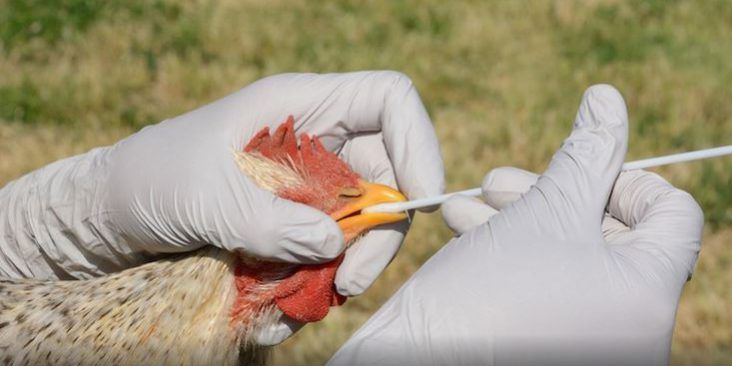 Se reportaron los primeros casos de gripe aviar H5N8 en humanos en Rusia