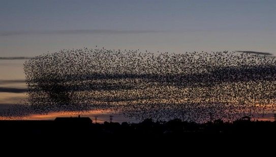 Humedales de Baleares acogen a más de 17.000 aves