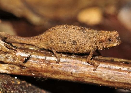 Esta nueva especie de camaleón (Brookesia nana) fue descubierta en el norte de la isla de Madagascar 