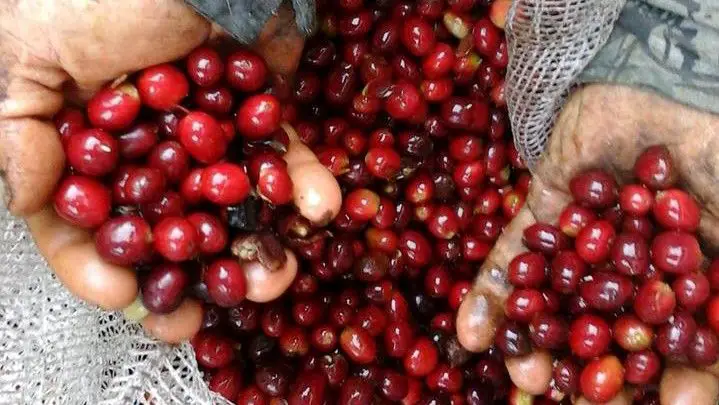 Huila lidera lista de producción de café en Ronda Internacional Taza de Excelencia
