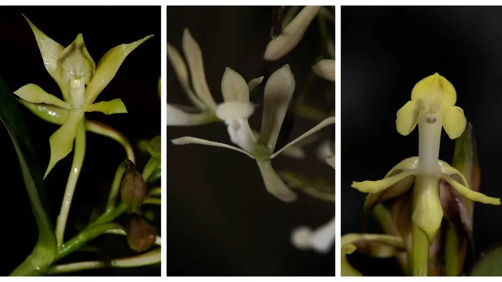 Descubren tres nuevas especies de orquídeas en Parques Nacionales de Colombia