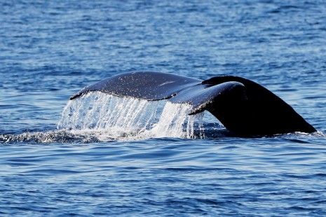 El lenguaje de las ballenas, conversaciones en el fondo del mar