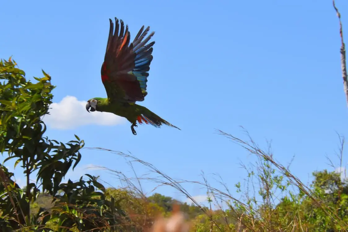 Más de 1.000 especímenes de fauna silvestre han sido recuperados en el Huila