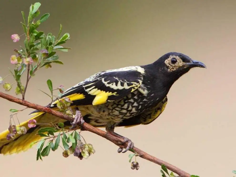 Pájaro australiano «está perdiendo su canto»