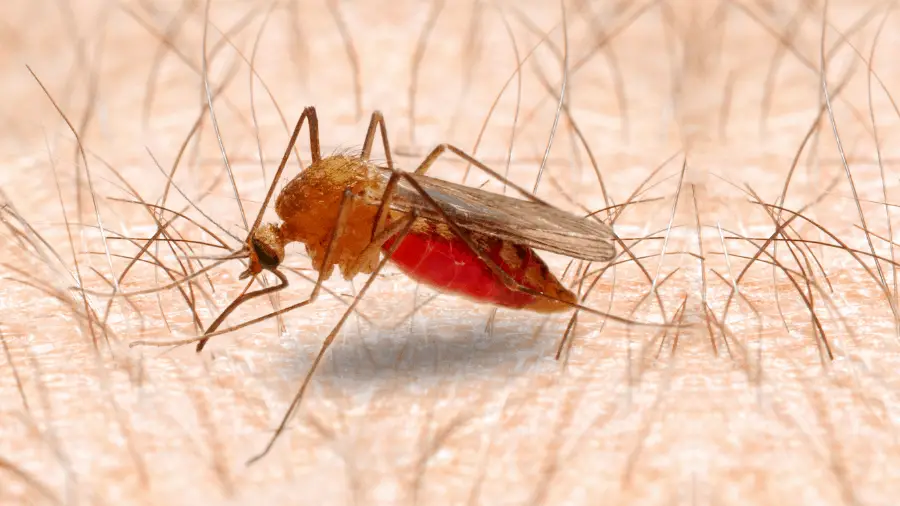 El cambio climático puede aumentar la transmisión de la malaria en África