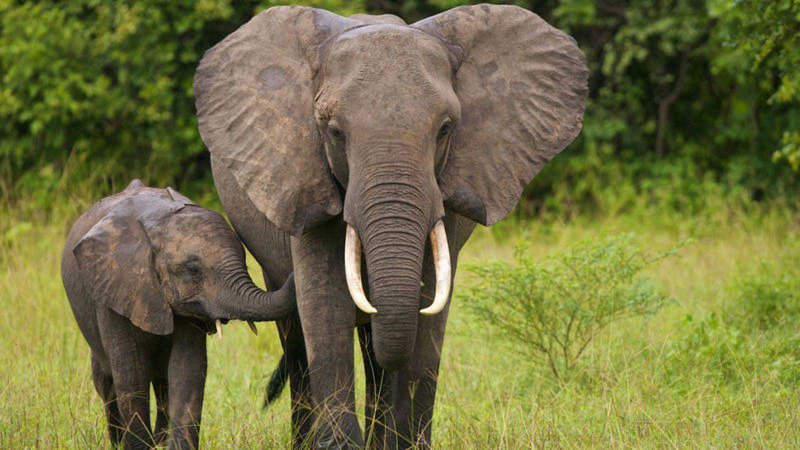 Dos especies de elefantes africanos están en peligro de extinción