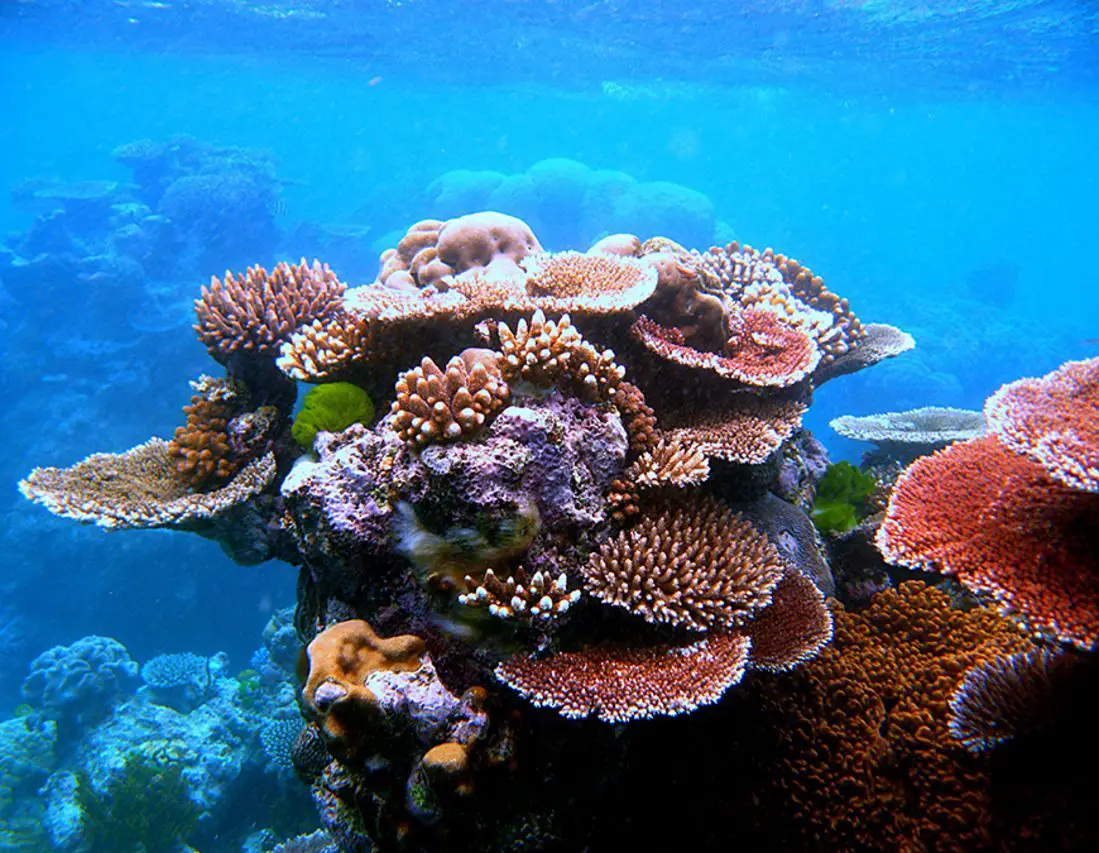 Congelación de gametos, esperanza para los amenazados arrecifes coralinos