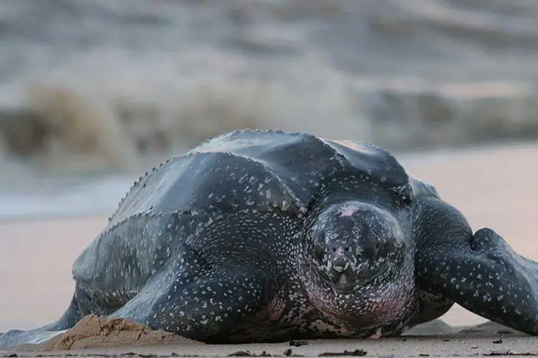 Nueve ejemplares de tortugas laúd nacieron en Ecuador