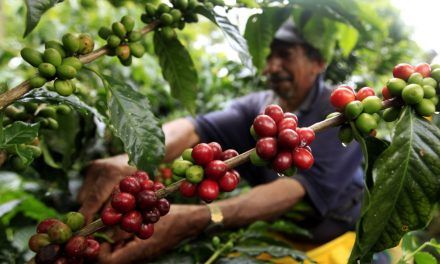 Producción de café de Colombia crece 11 % en febrero