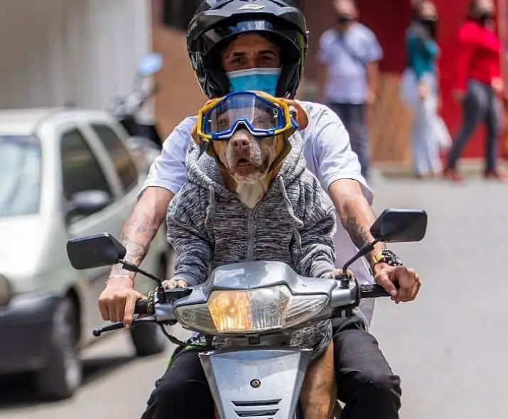 Natacha, la perra que maneja moto, despierta críticas